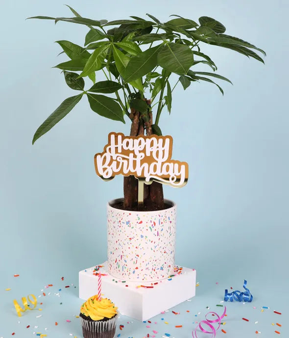 Birthday Wishes Money Tree