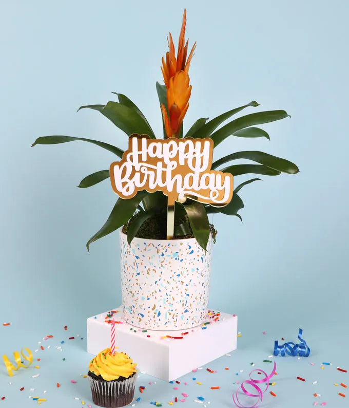 Orange Confetti Birthday Bromeliad