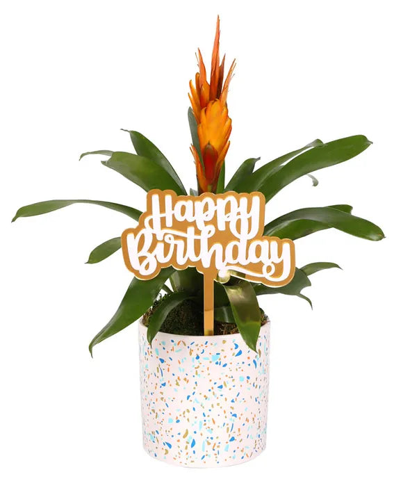 Orange Confetti Birthday Bromeliad