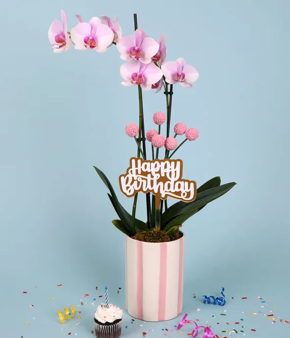 Whimsical Pink Birthday Orchid