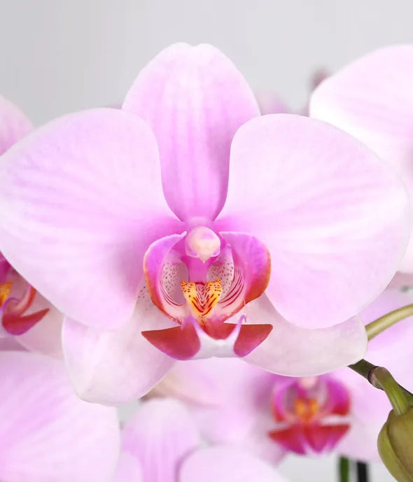 Whimsical Pink Birthday Orchid
