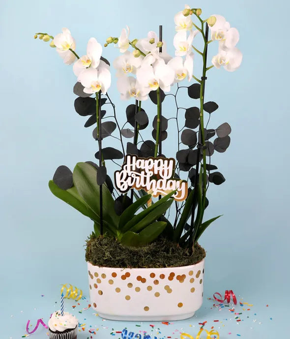 Gold &amp; White Birthday Orchid Duo