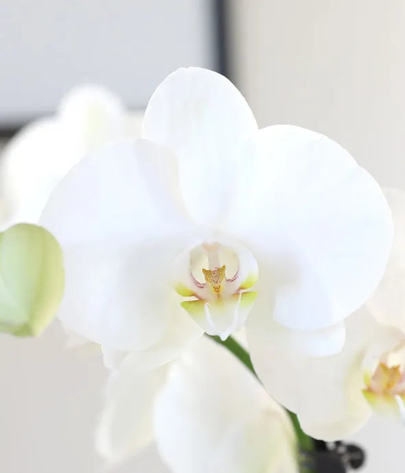 Gold &amp; White Birthday Orchid Duo