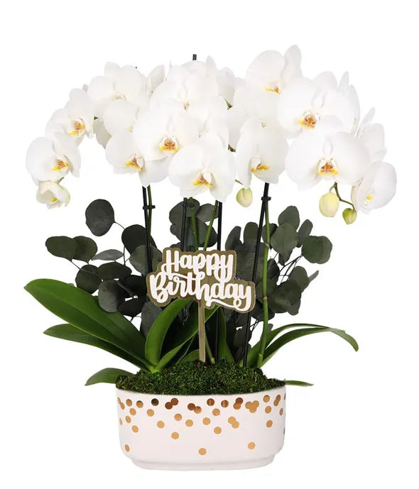 Gold &amp; White Birthday Orchid Duo