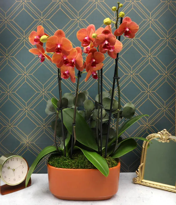 Salmon Orchid Duo with Eucalyptus