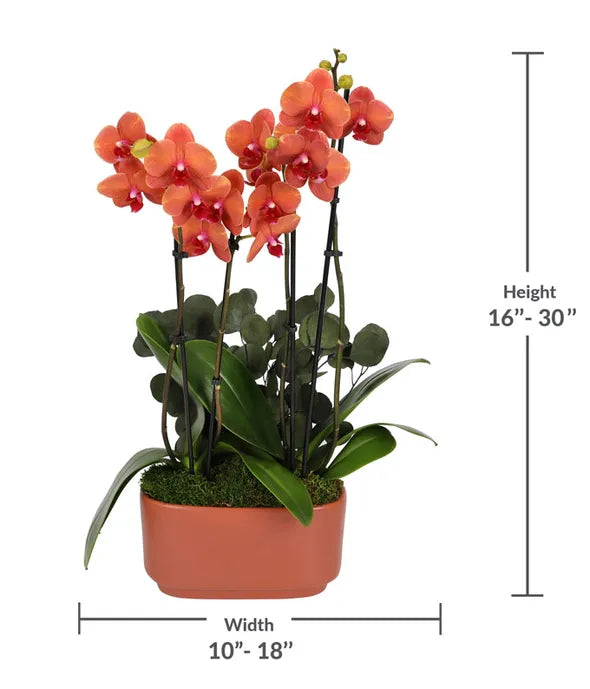 Salmon Orchid Duo with Eucalyptus