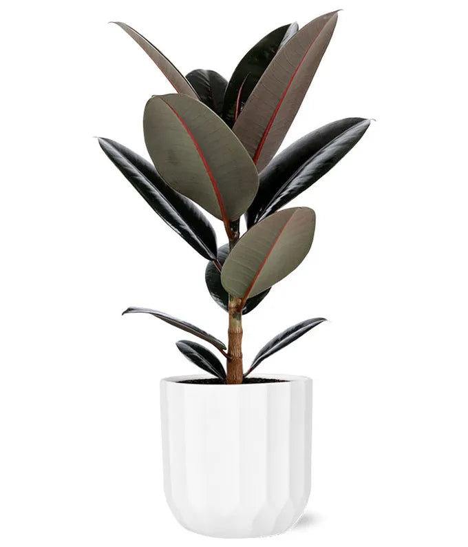 Ficus Elastica Burgundy Plant