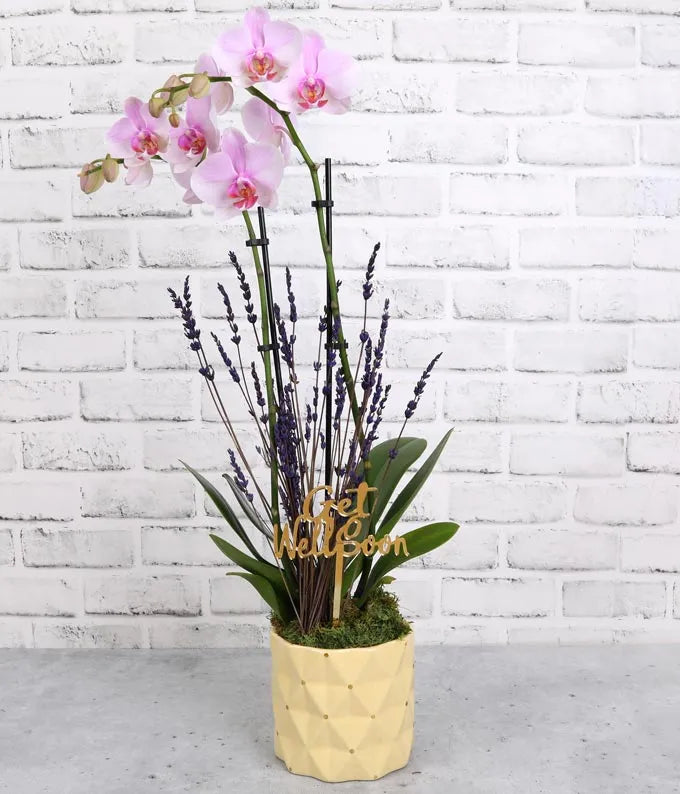 White Get Well Soon Orchid with Lavender