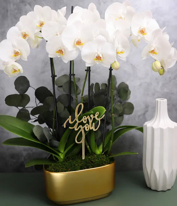 Elegant Orchid Garden of Love