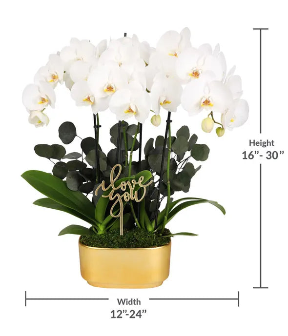Elegant Orchid Garden of Love
