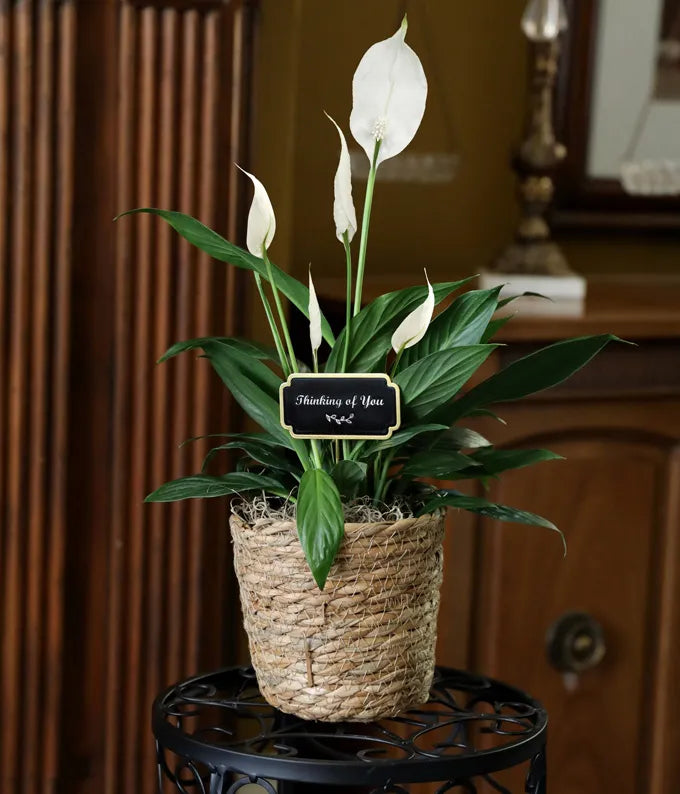 Thinking of You Peace Lily Basket