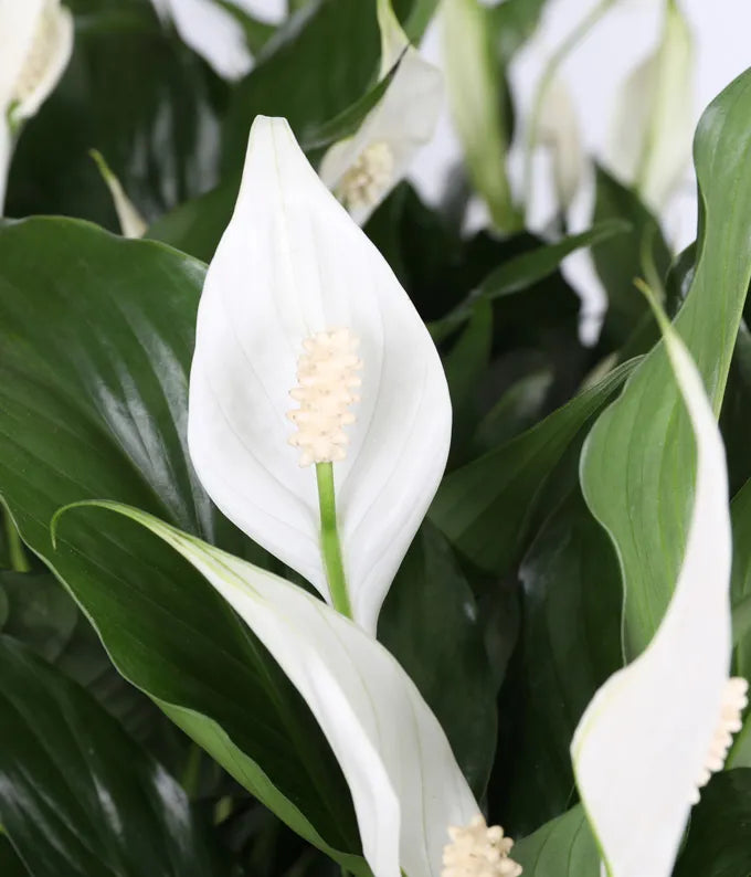 Thinking of You Peace Lily Basket