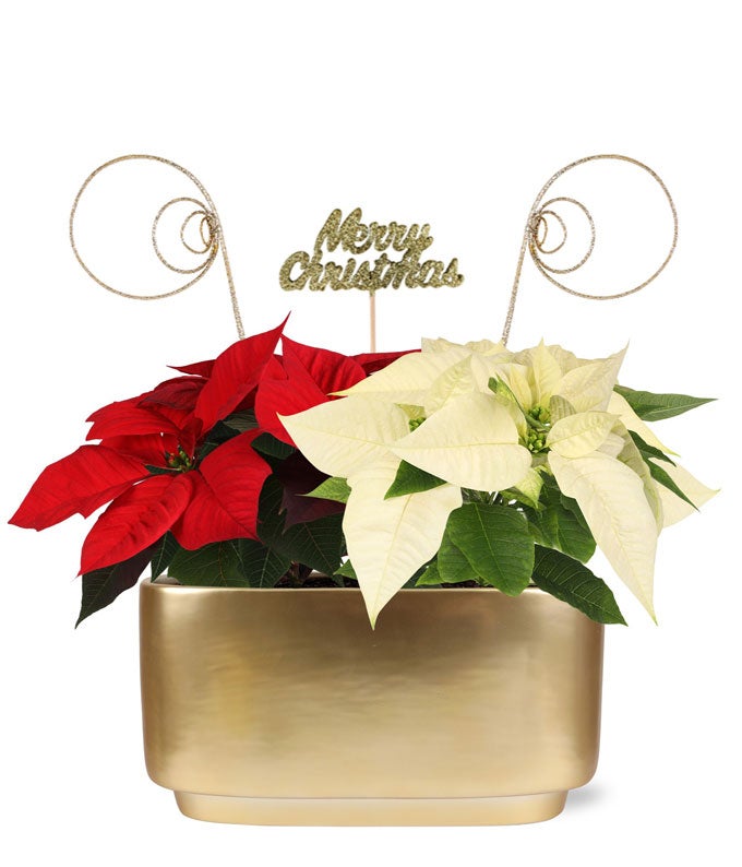 Holiday Harmony Poinsettia Duo