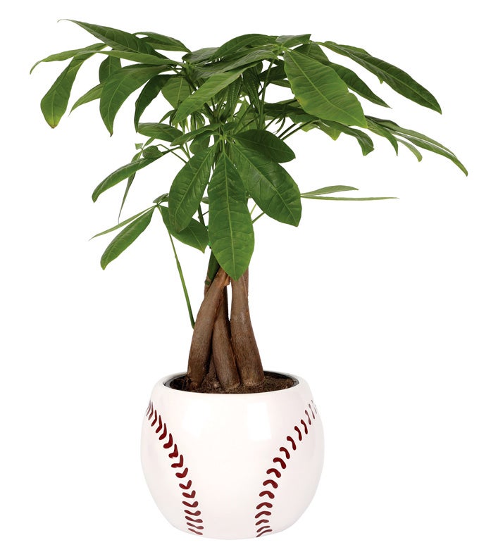 Home Run Dad Money Tree