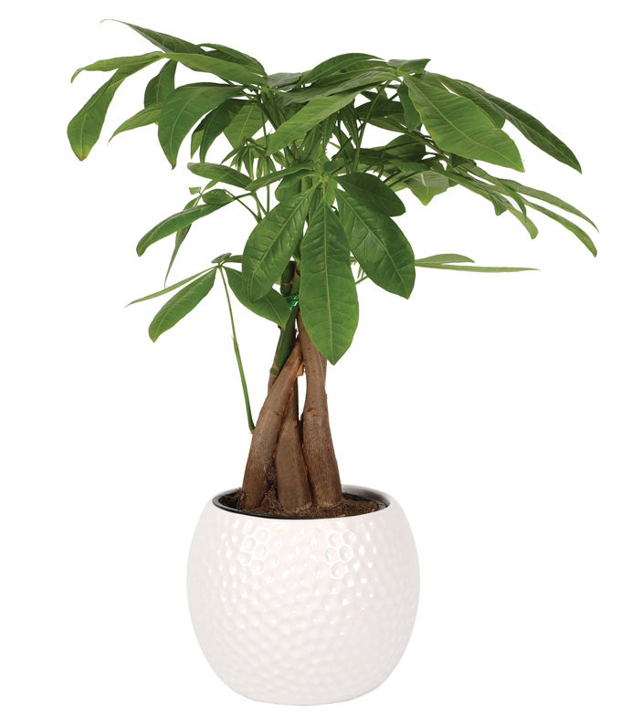 Tee-rific Dad Money Tree
