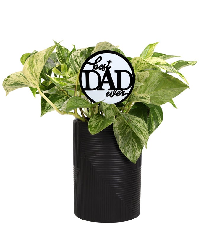 Leaf It to Dad Pothos Plant