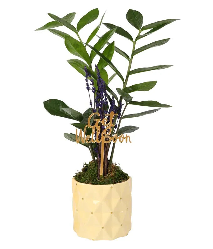 Get Well ZZ Plant with Lavender