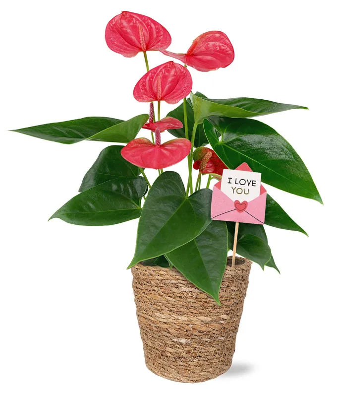 Love Letter Anthurium