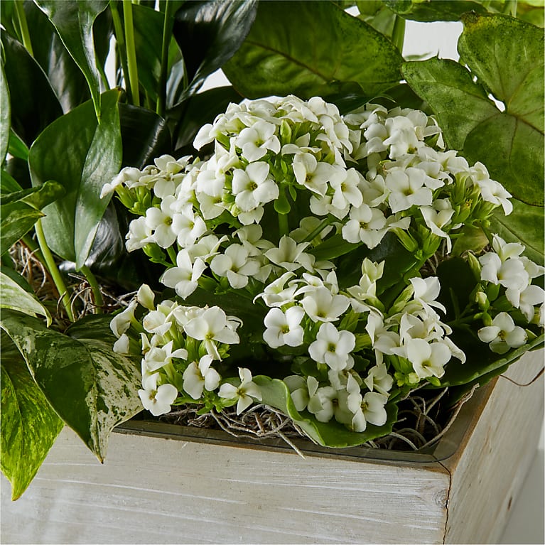 Peaceful White Garden