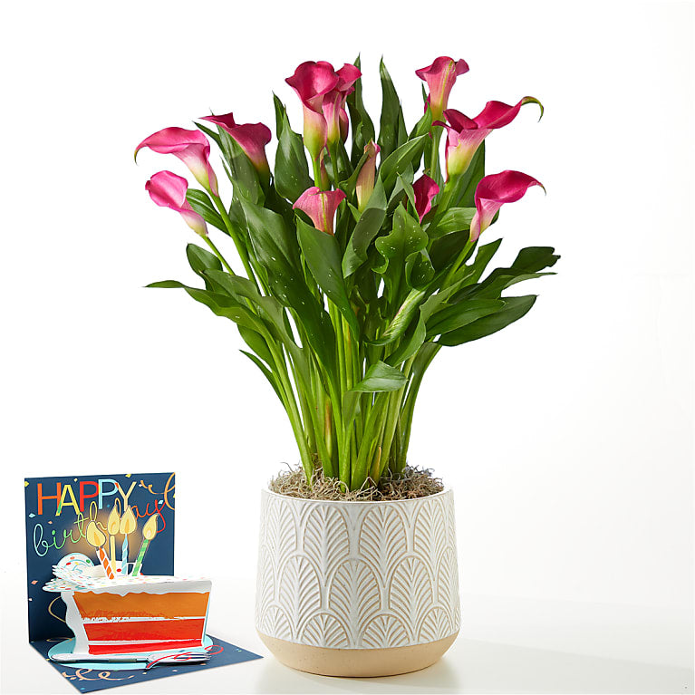 Pink Calla Lily Plant & Birthday Pop Up Card