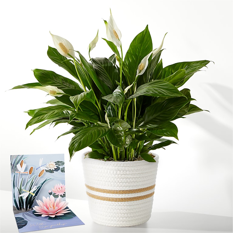 Peace Lily Plant & Sympathy Pop Up Card