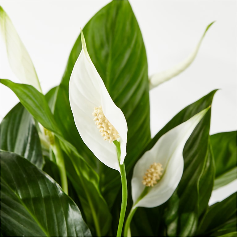 Peace Lily Plant & Sympathy Pop Up Card