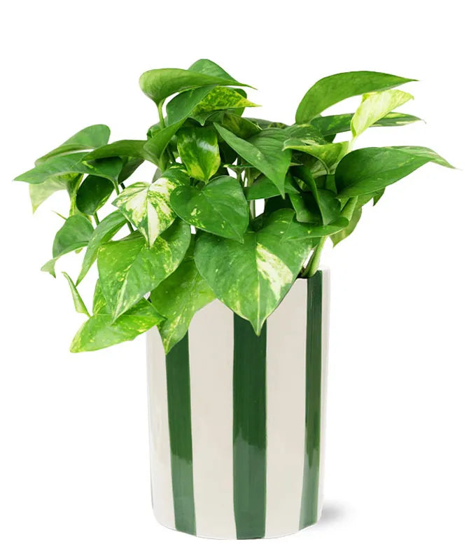 Modern N&#39;Joy Pothos Plant