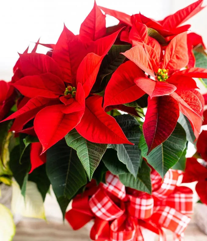 Red Poinsettia