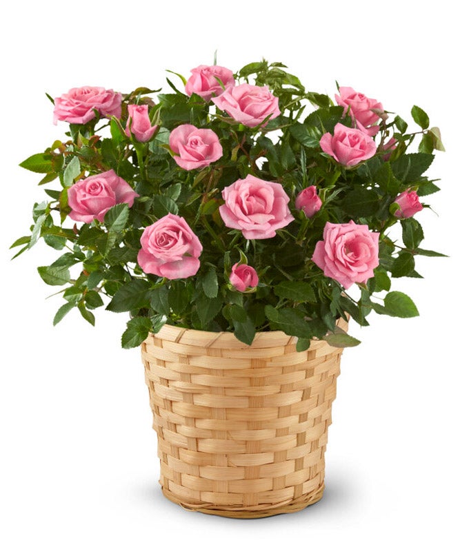 indoor rose plant gift Pretty Pink Mini Rose Plant