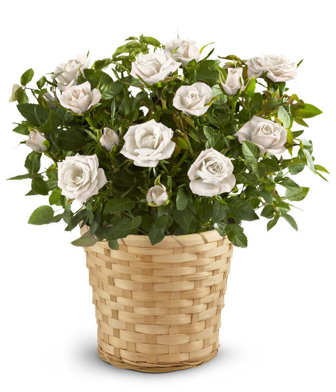 White Mini Rose Potted Plant
