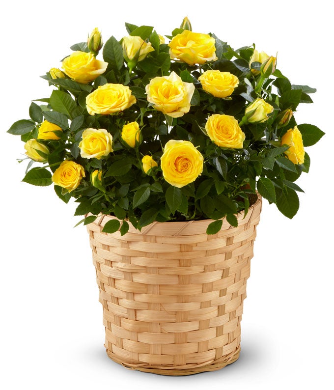 potted plant with small yellow flowers Yellow Mini Potted Rose Plant