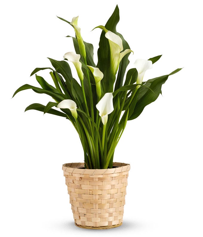 are calla lilies good indoor plants White Calla Lily Potted Plant