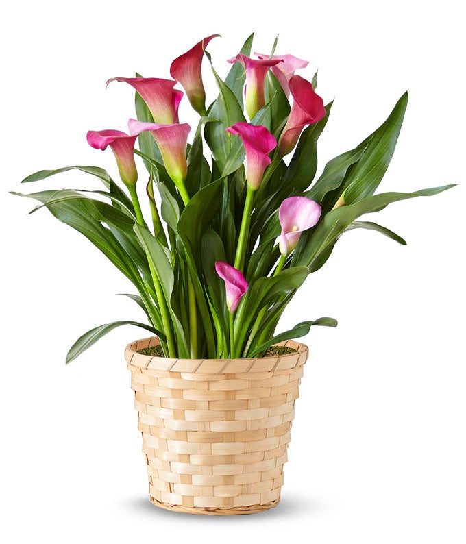 plant a calla lily Pink Calla Lily Potted Plant
