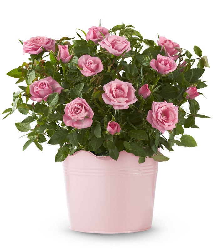 Pink Potted Rose Plant
