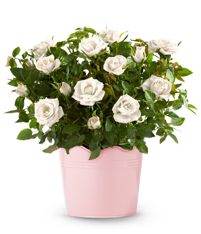 white rose indoor plant Whimsical White Rose Plant