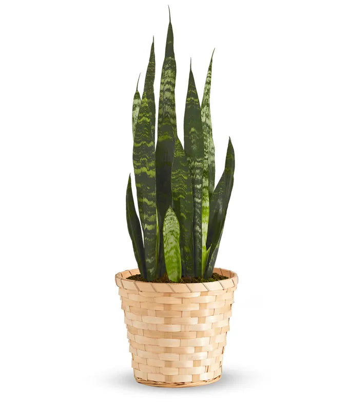 snake plant gift delivery Snake Plant