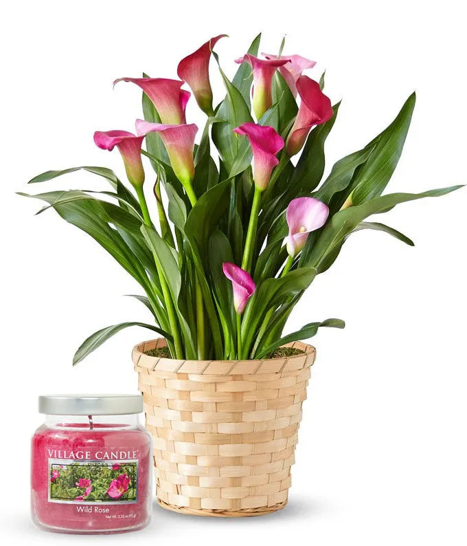Pink Calla Lily & Wild Rose Candle Bundle