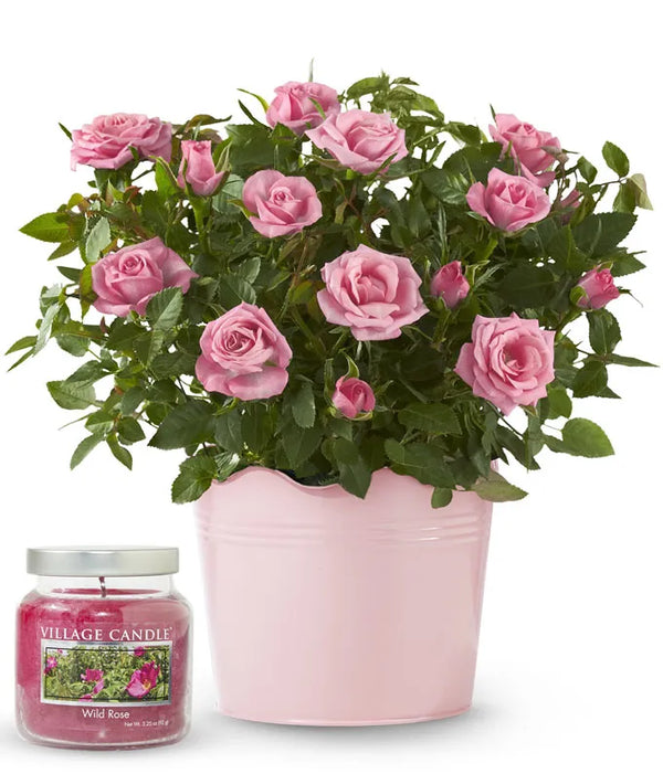 Wild Pink Rose Bundle - SendPlants