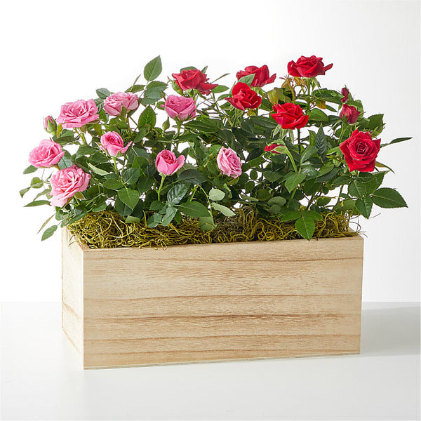 Side by Side Rose Duo - SendPlants