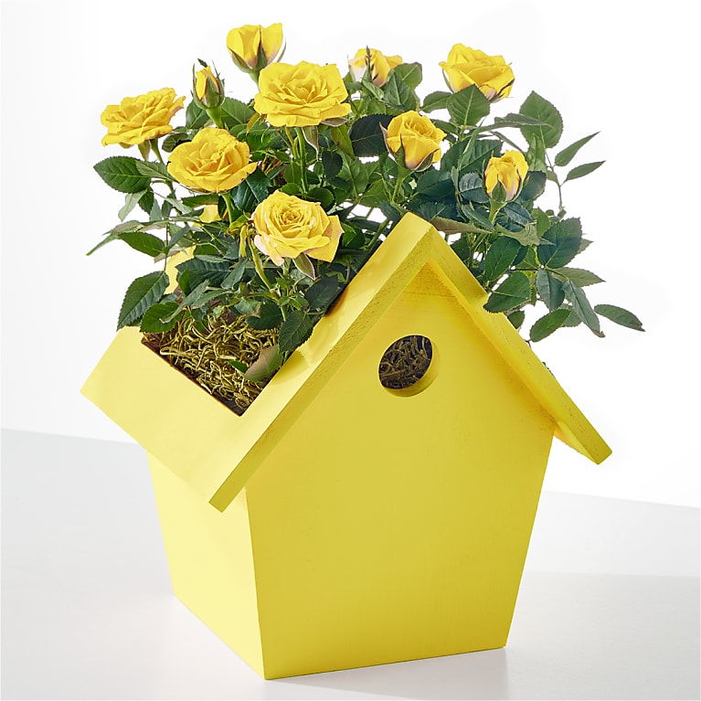 Hello Sunshine Mini Rose