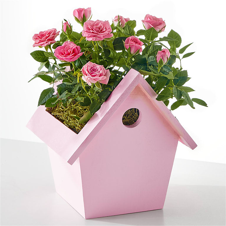 Pink Mini Rose in Decorative Pink Birdhouse