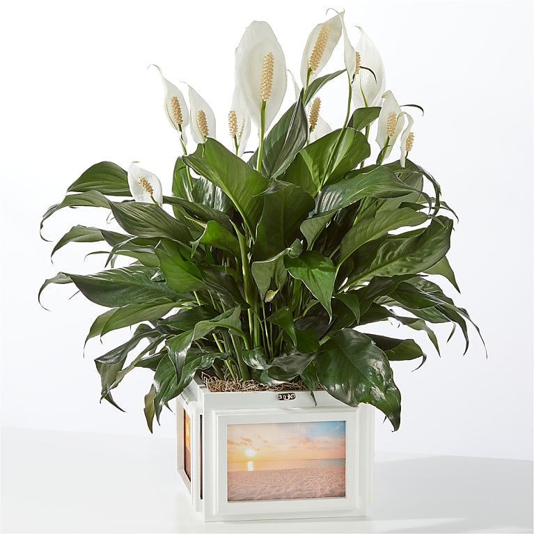 Peace Lily Keepsake Photo Box