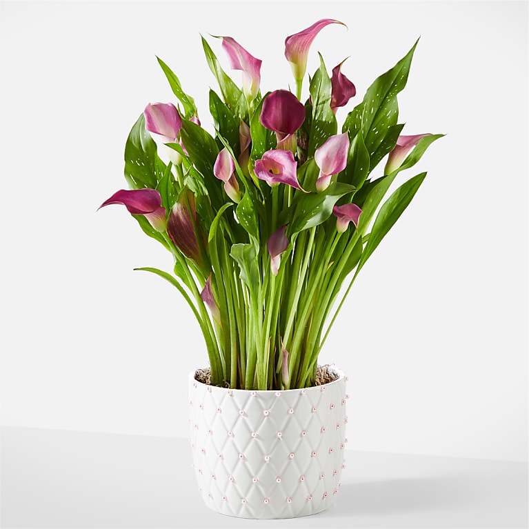 Loving Bloom Pink Pearl Purple Calla Lily Plant