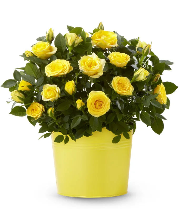 Sunshine Yellow Rose Plant