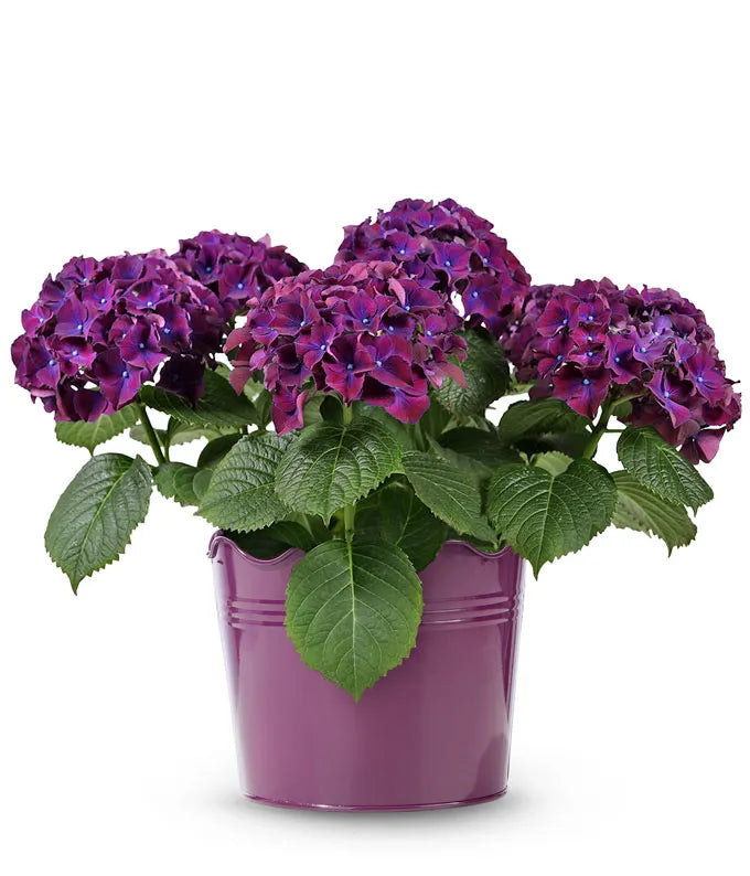 Modern Purple Hydrangea