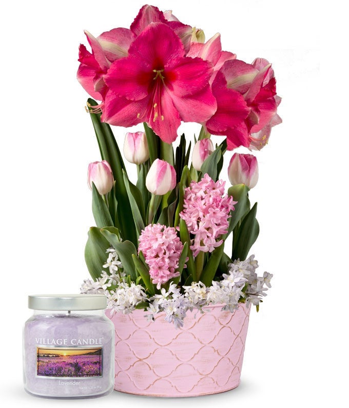 Blushing Pink Amaryllis Bulb Garden & Lavender Candle Bundle