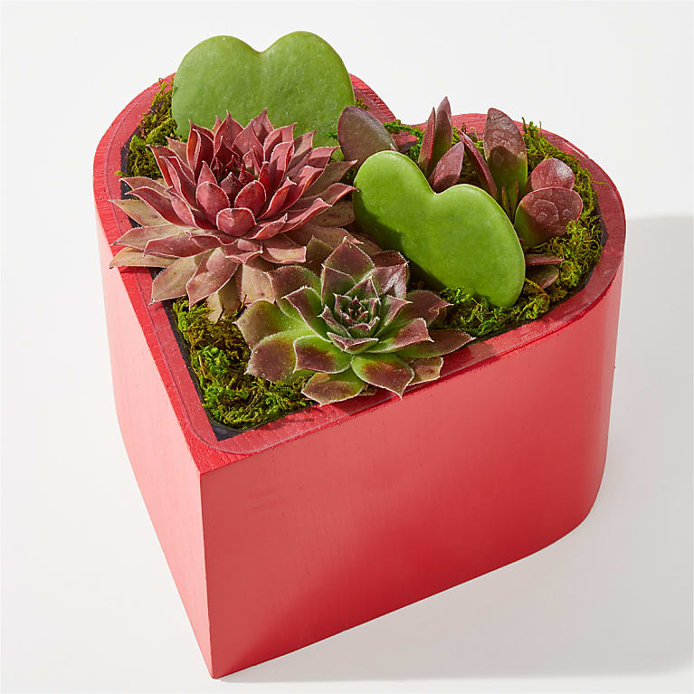 Heart Full of Love Succulent Garden