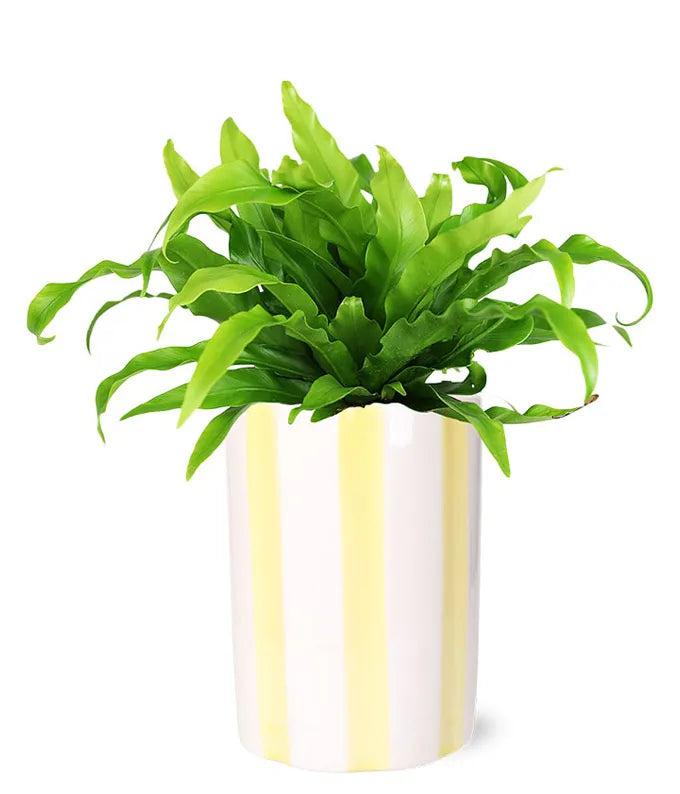Bird&#39;s Nest Fern Plant