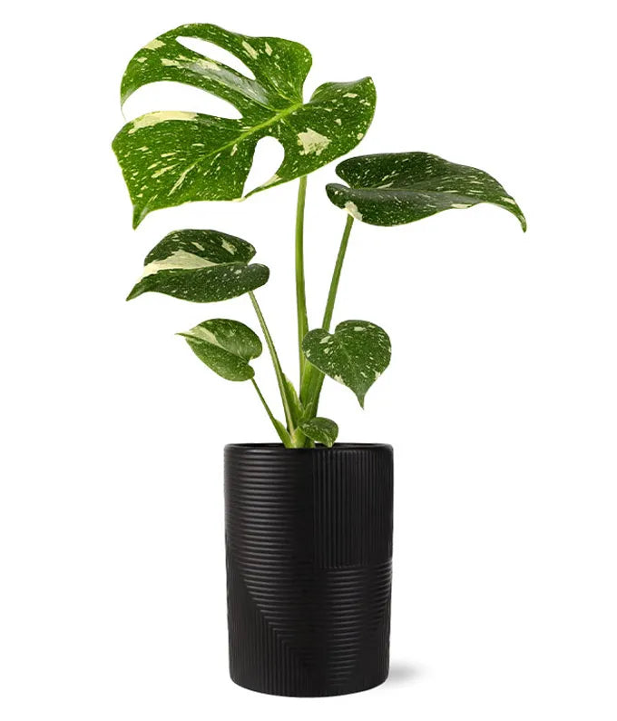 Modern Monstera Plant