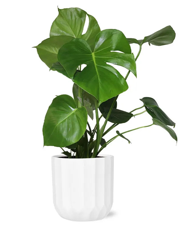 Monstera Plant